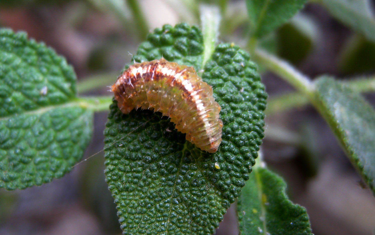 Syrphidae: Scaeva dignota da larva ad adulto